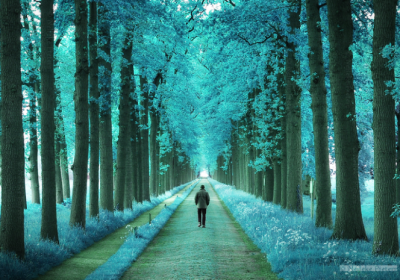 充满魔法的荷兰林中小路