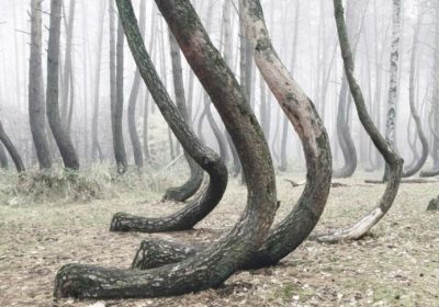 被“施了魔法”的森林，400棵松树呈90度向上拐弯