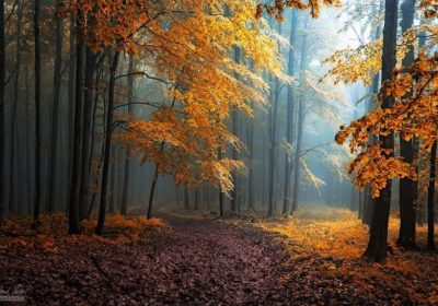 dreamlike-autumn-forests-janek-sedlar-11__880