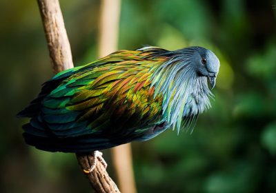 nicobar-pigeon-colorful-dodo-relative-3-1
