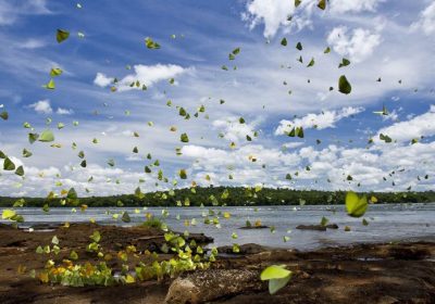butterflies-flight-iguazu_74379_990x742